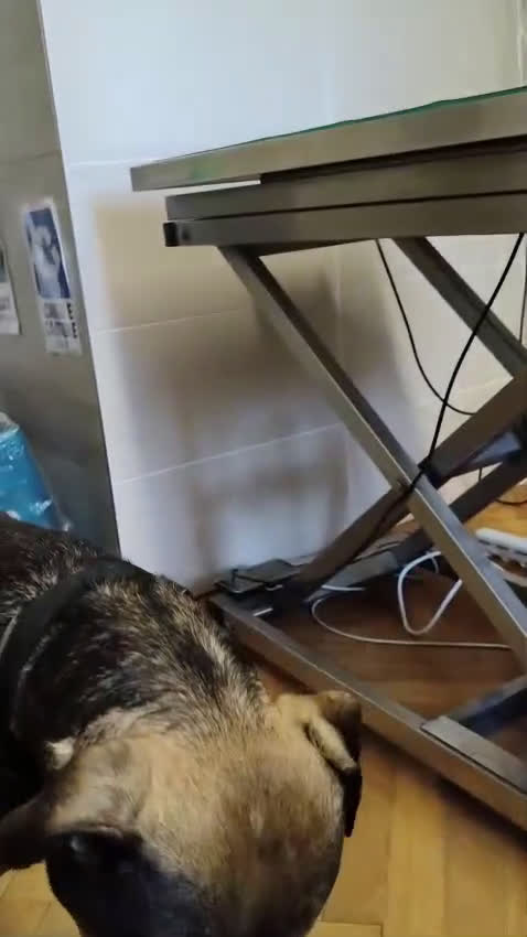 Meticcio cani in regalo: Bobby simil pit fuori, angelo nell anima - Video 3