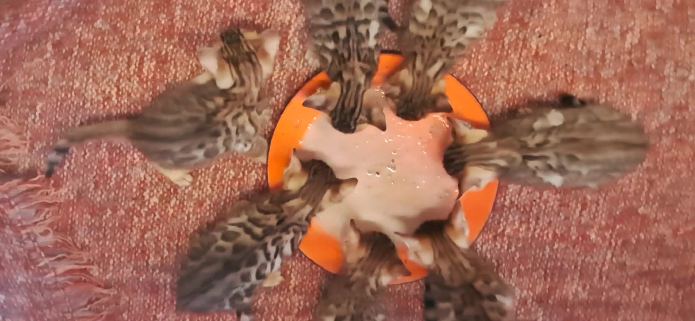 Bengala gatti in vendita: Bengala cuccioli brown a Città Metropolitana di Torino - Video 2