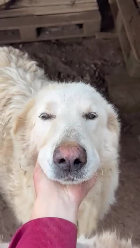 Meticcio cani in regalo: Bianca splendida simil Maremmano cerca casa - Video 1