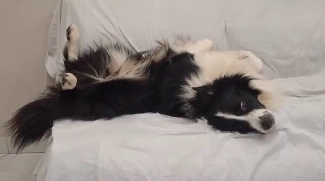 Border Collie cani in vendita: Vendita  - Video 1