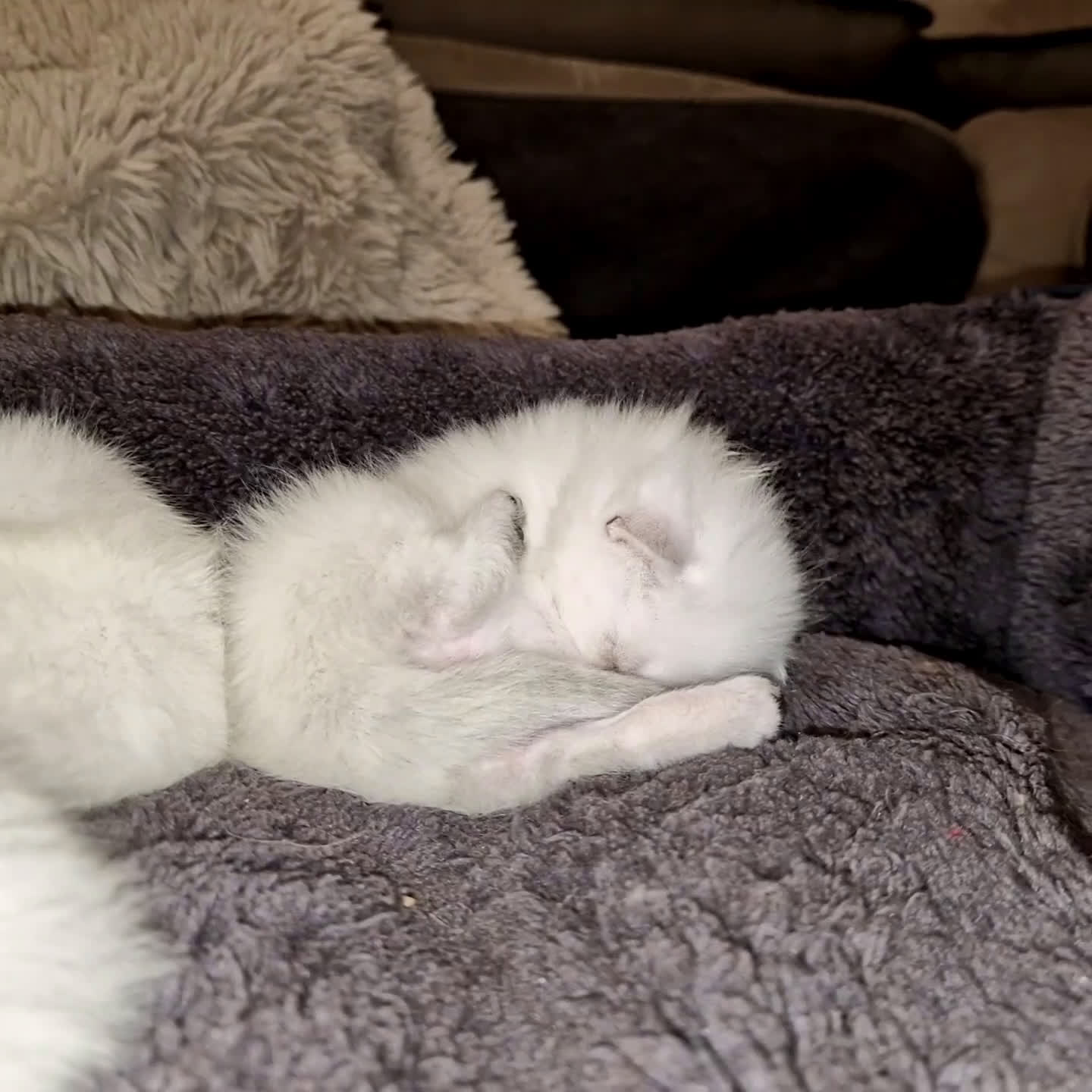 British gatti in vendita: British shorthair e longhair  - Video 3