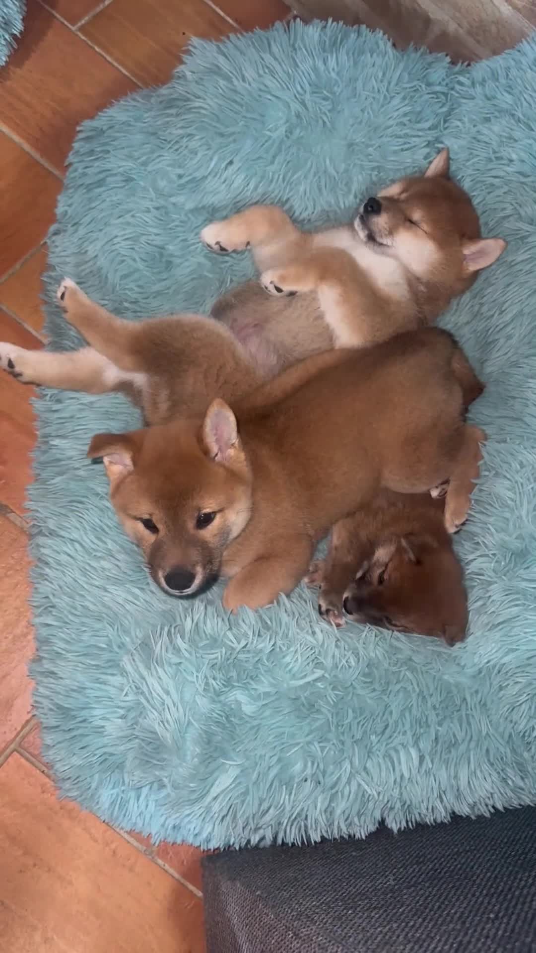Shiba Inu cani in vendita: VENDITA SHIBA INU  - Video 1