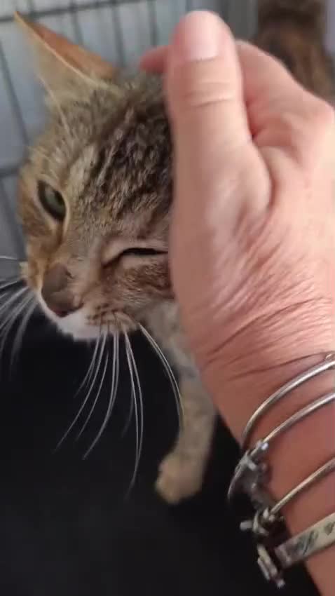 Meticcio gatti in regalo: Barbara ❤️🌻 - Video 1