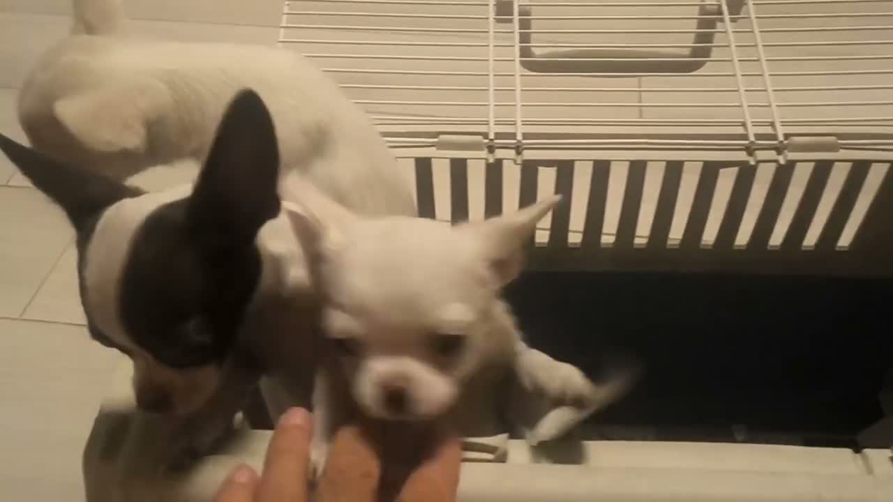 Chihuahua cani in vendita: Chihuahua a pelo corto - Video 1