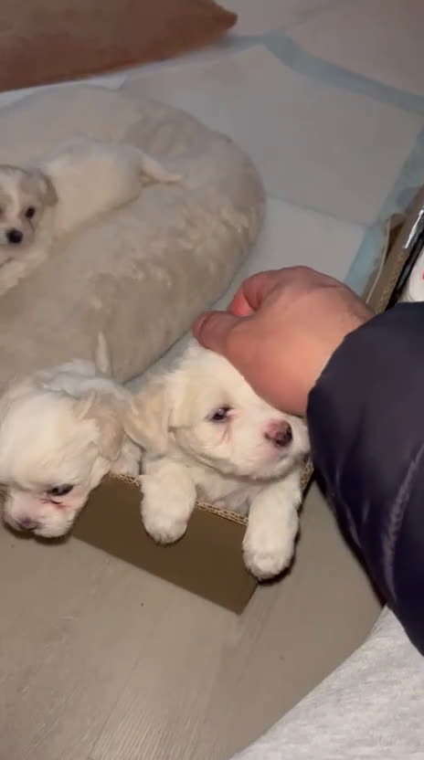 Maltese cani in vendita: Cuccioli Maltese - Video 1