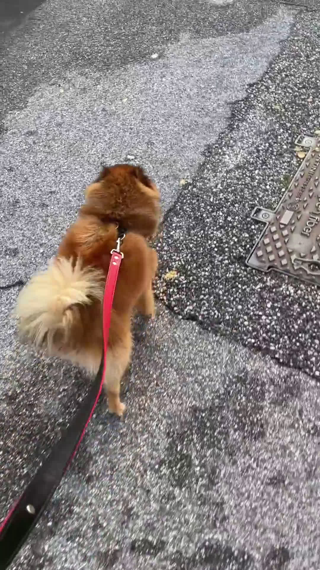 Volpino Pomerania cani per accoppiamento: Volpino Pomerania disponibile per accoppiamento  - Video 2
