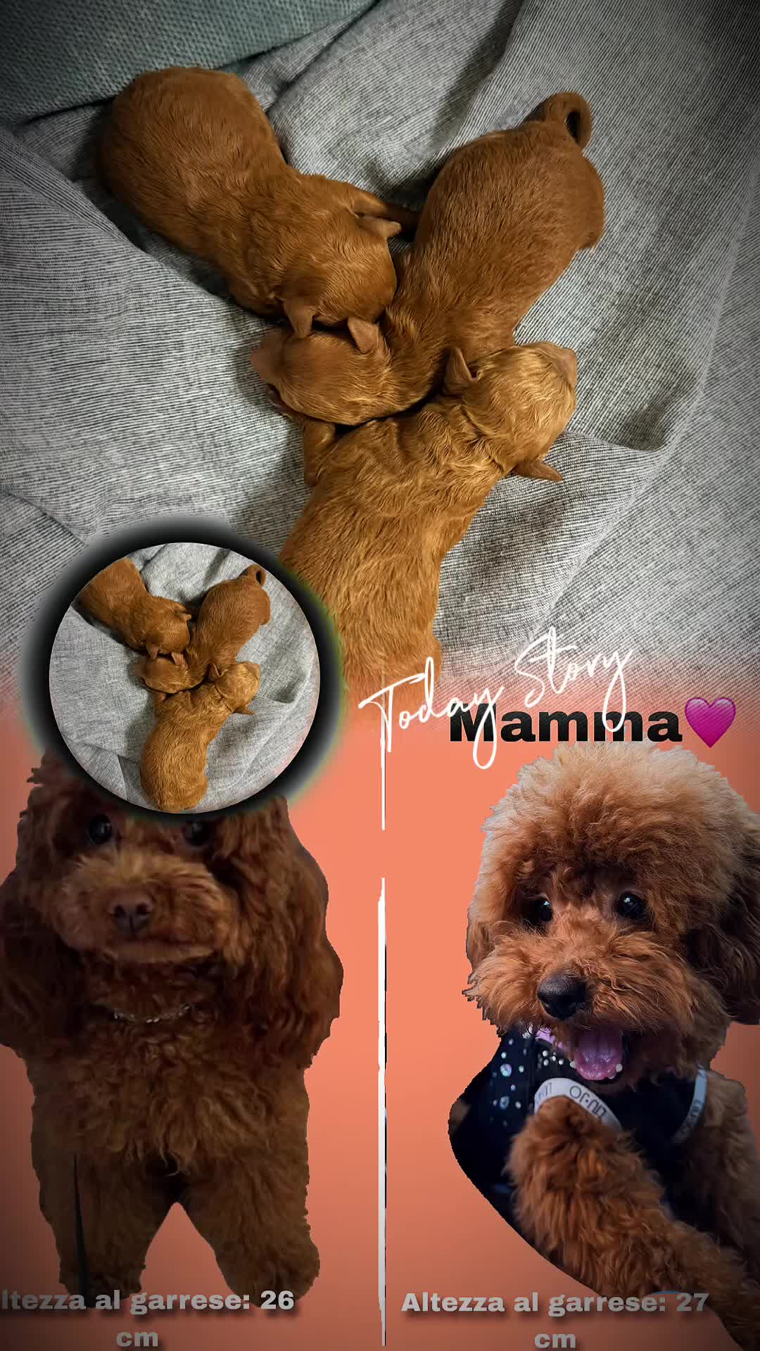 Barboncino Toy cani in vendita: Barboncino Toy red a Città metropolitana di Reggio Calabria - Video 1