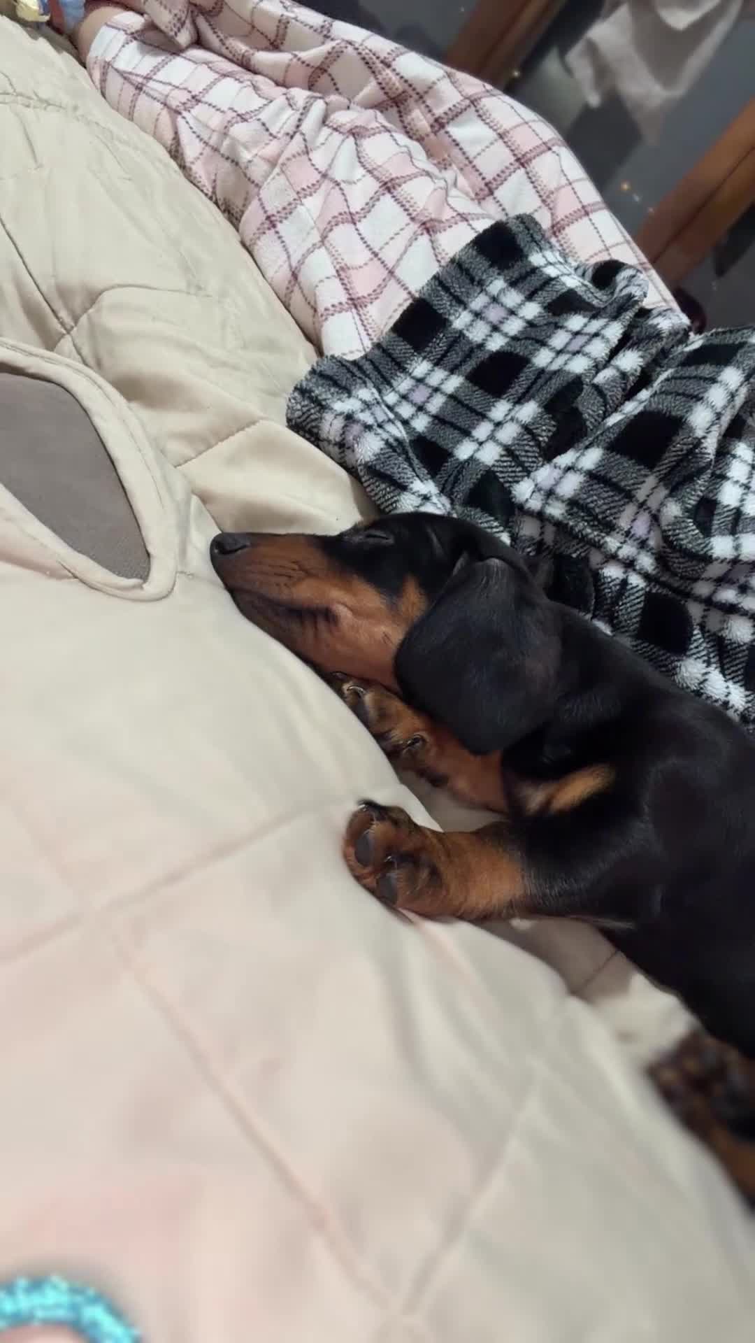 Bassotto cani in vendita: Bassotto nero focato  - Video 2
