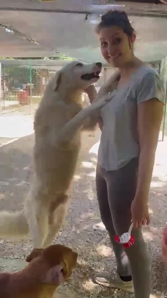 Meticcio cani in regalo: IL DOLCE OSLO - Video 2