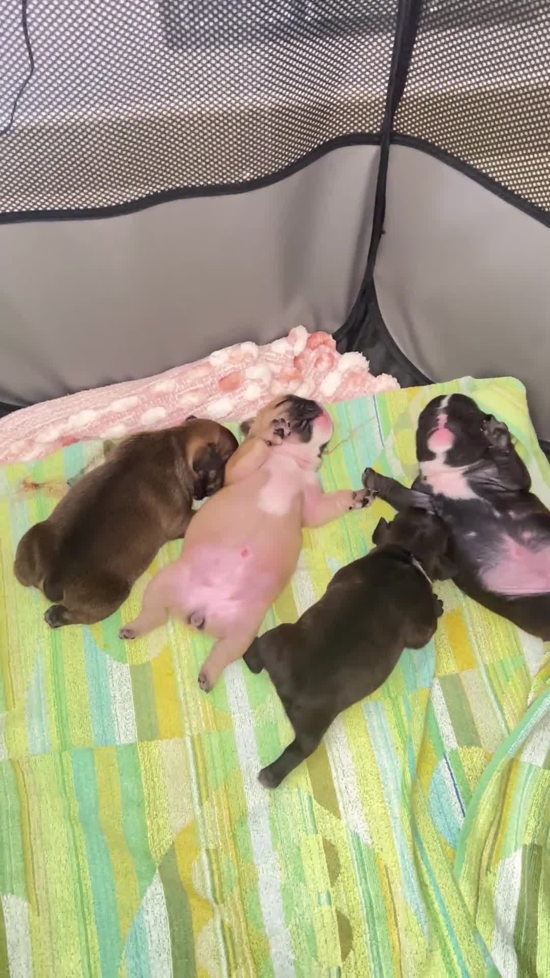 Bulldog Francese cani in vendita: Cuccioli bulldog francese  - Video 2