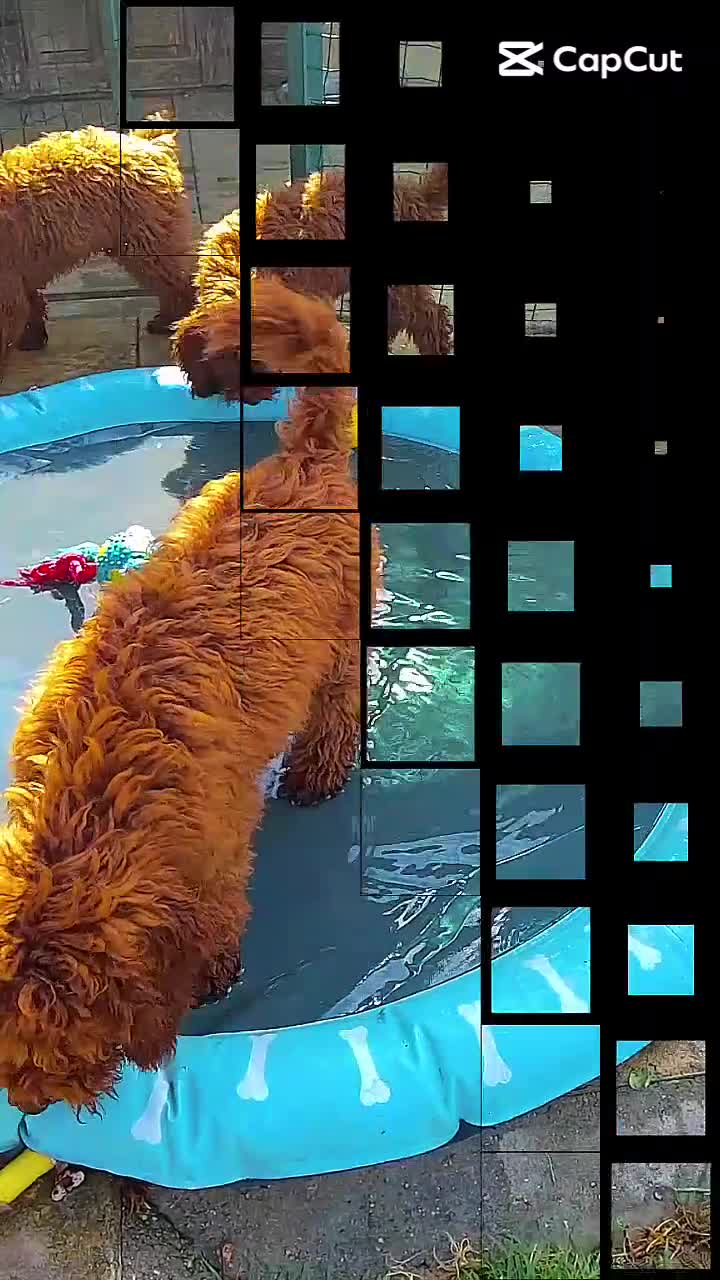 Barboncino cani in vendita: Cuccioli Barboncino rosso  - Video 1