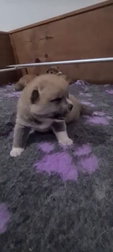 Akita Inu cani in vendita: Cuccioli di Akita LOMBARDIA  - Video 1