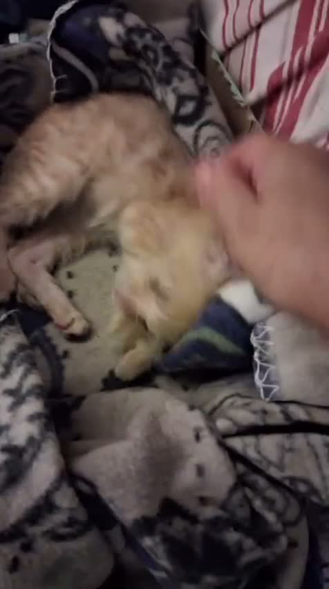 Meticcio gatti in regalo: Joy tutta vita  - Video 1