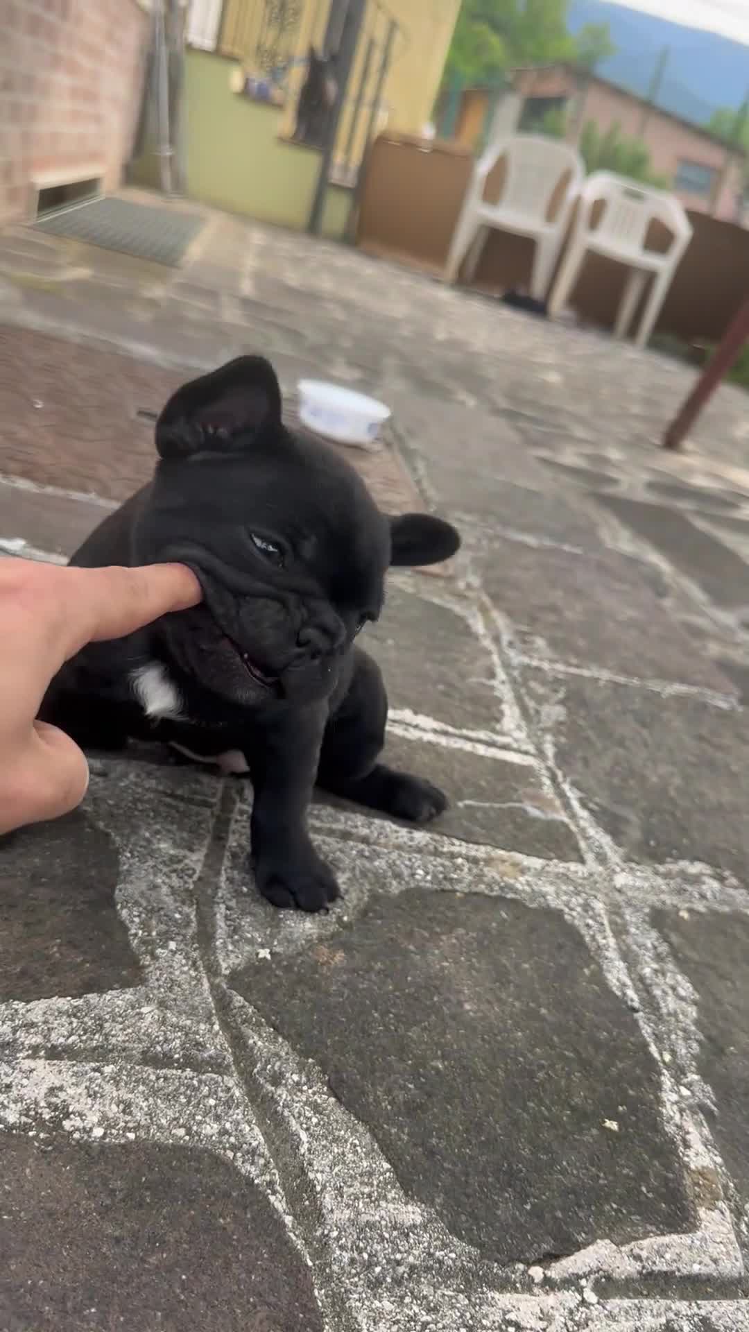 Bulldog Francese cani in vendita: bulldog francese nero  - Video 2