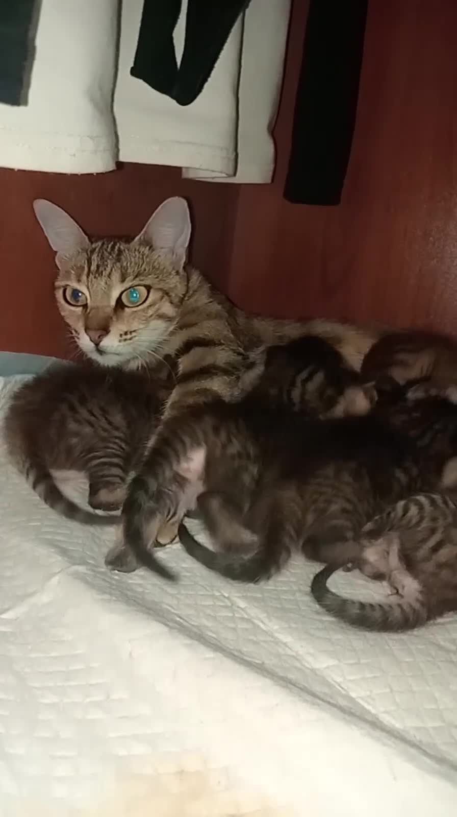 Bengala gatti in vendita: Bengala abissino  - Video 1