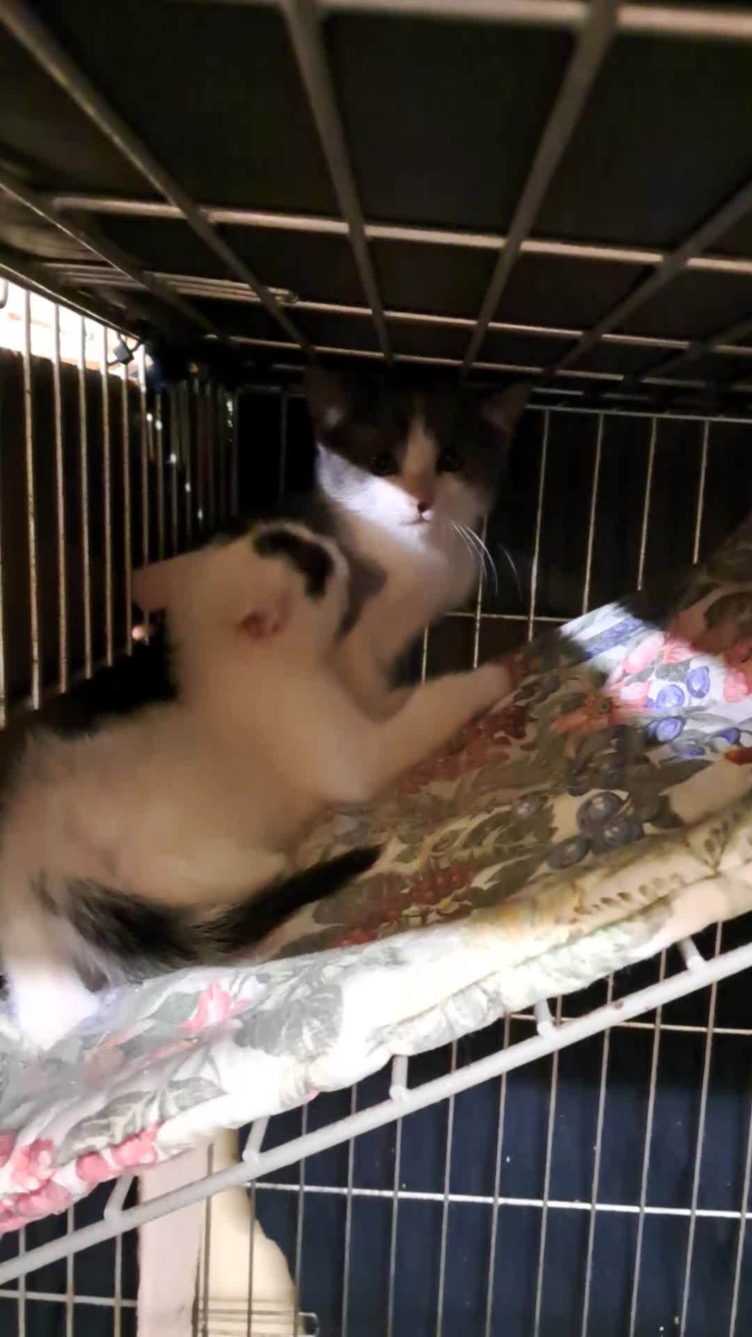 Europeo gatti in regalo: Five e six, fratellino e sorellina, cercano casa - Video 1