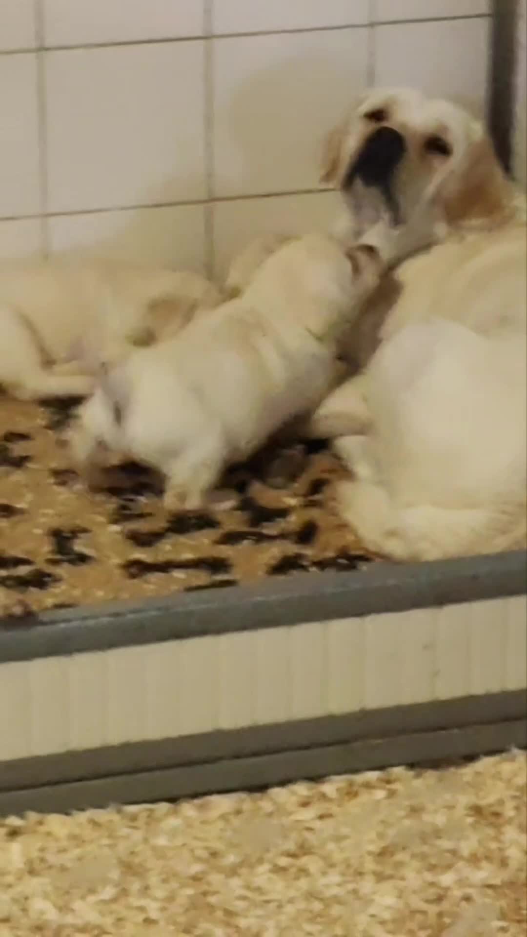 Labrador cani in vendita: Cuccioli Labrador retriever Biondi - Video 2