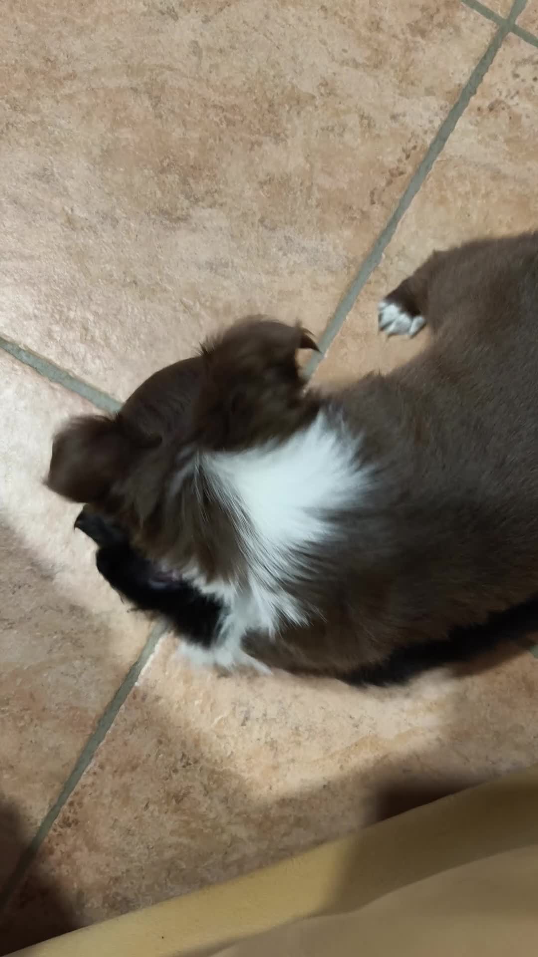 Chihuahua cani in vendita: Chihuahua a pelo lungo  - Video 1