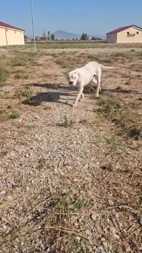 Dogo Argentino cani in regalo: Giovanni: Dogo Argentino dolce equilbrato  - Video 5