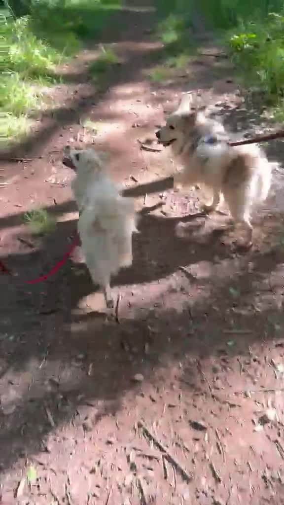 Meticcio cani in regalo: Cooki, tenero e affettuoso simil volpino - Video 2