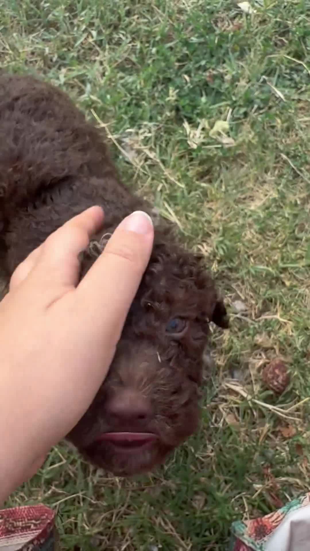 Lagotto cani in vendita: Cuccioli Lagotto Romagnolo  - Video 1