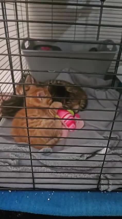 Altre razze gatti in regalo: GATTINI CERCANO CASA 🏡  - Video 1