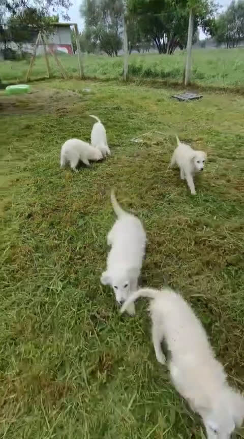 Pastore Maremmano cani in regalo: Meravigliosi maremmanini  a Provincia di Viterbo - Video 1