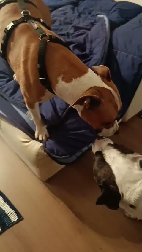 American Bully cani in regalo: Cagnolina amstaff - Video 1