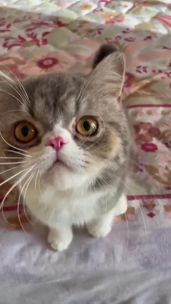 Exotic Shorthair gatti in regalo: EXOTIC SHORTHAIR  - Video 1