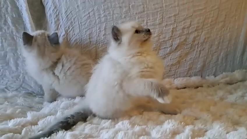 Ragdoll gatti in vendita: Cuccioli ragdoll Lucca  - Video 1