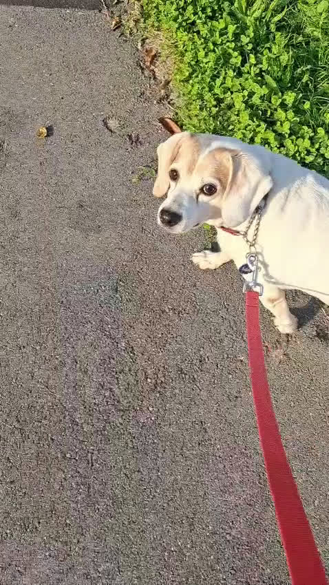 Meticcio cani in regalo: BALOO MINI BEAGLE - Video 2