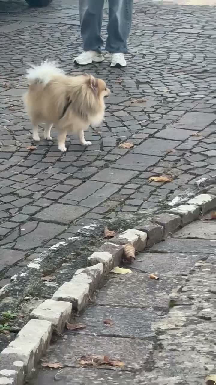 Volpino Italiano cani per accoppiamento: Rio volpino italiano  a Città metropolitana di Roma Capitale - Video 1