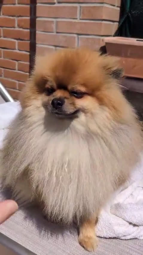 Volpino Pomerania cani in vendita: Cucciolata volpino pomerania pedigree enci - Video 1