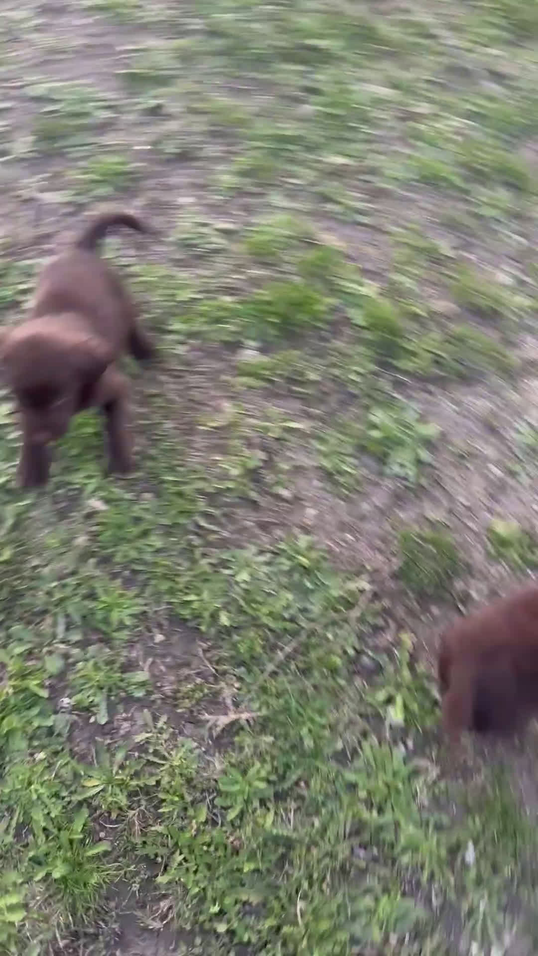 Labrador cani in vendita: Cuccioli Labrador chocolate - Video 2