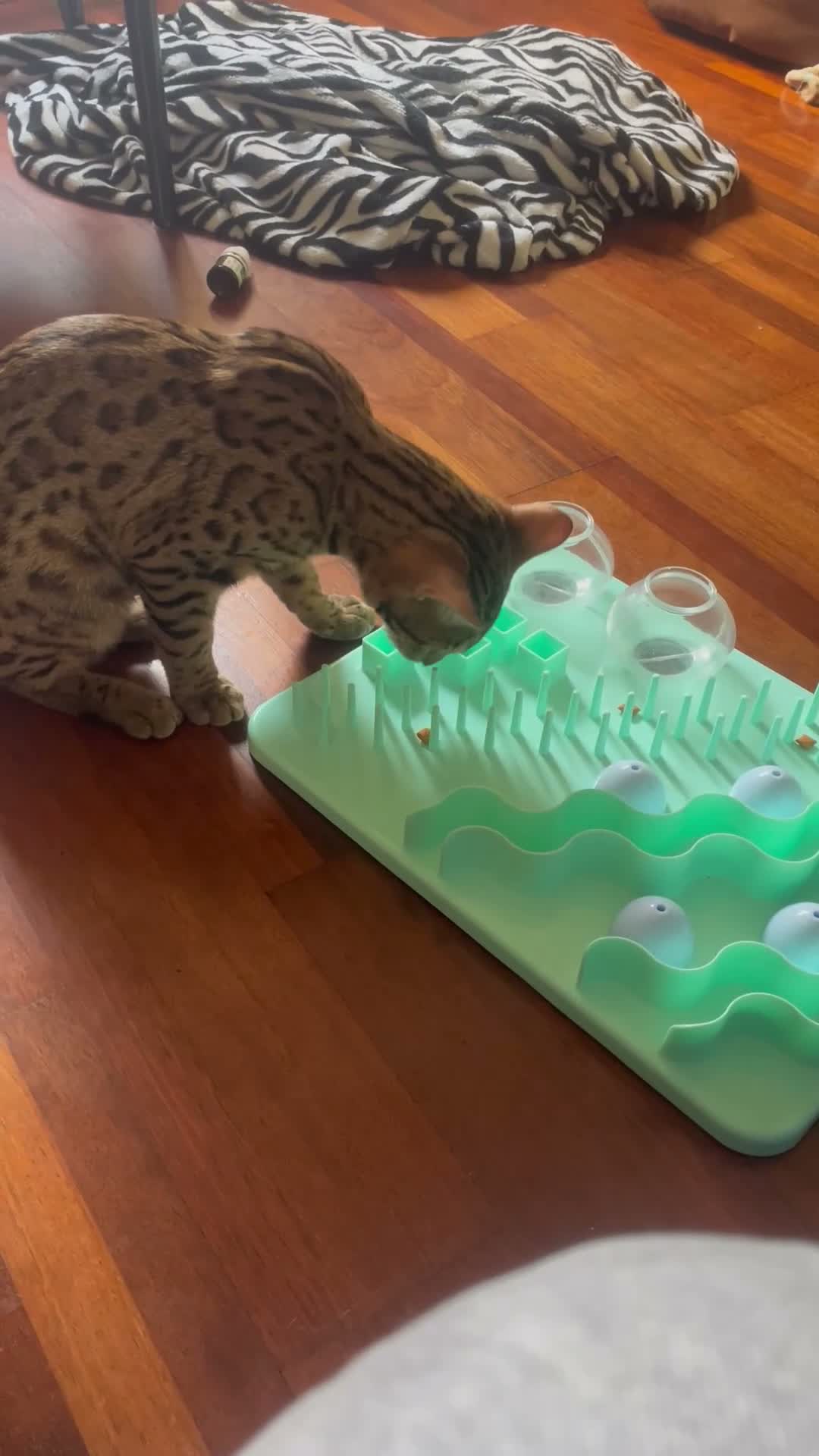 Bengala gatti in vendita: Gatto bengala a Provincia di Varese - Video 1