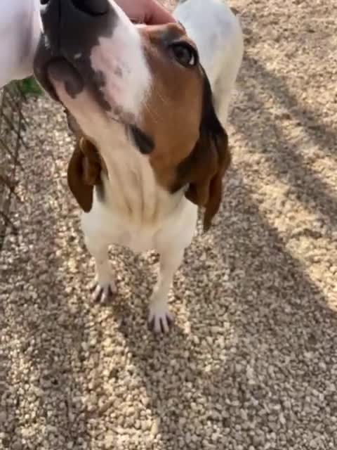 Segugio cani in regalo: ADOTTA PENNY a Provincia di Arezzo - Video 1