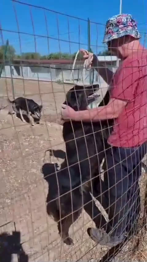 Meticcio cani in regalo: Lilly, la principessa - Video 3