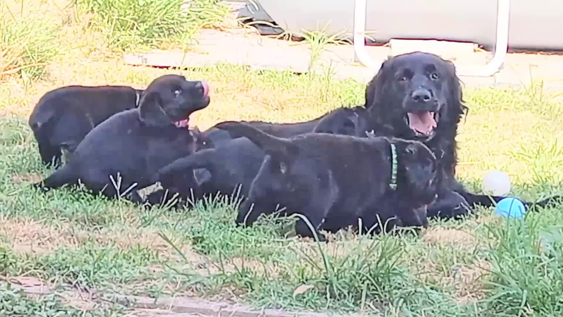 Labrador cani in vendita: Labrador Retriever neri linee inglesi  - Video 1