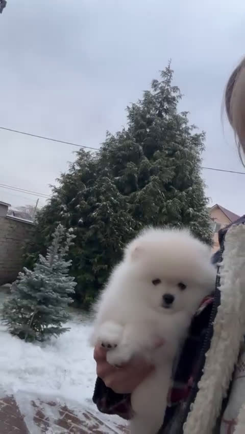 Volpino Pomerania cani in vendita: Pomerania Toy - Video 3