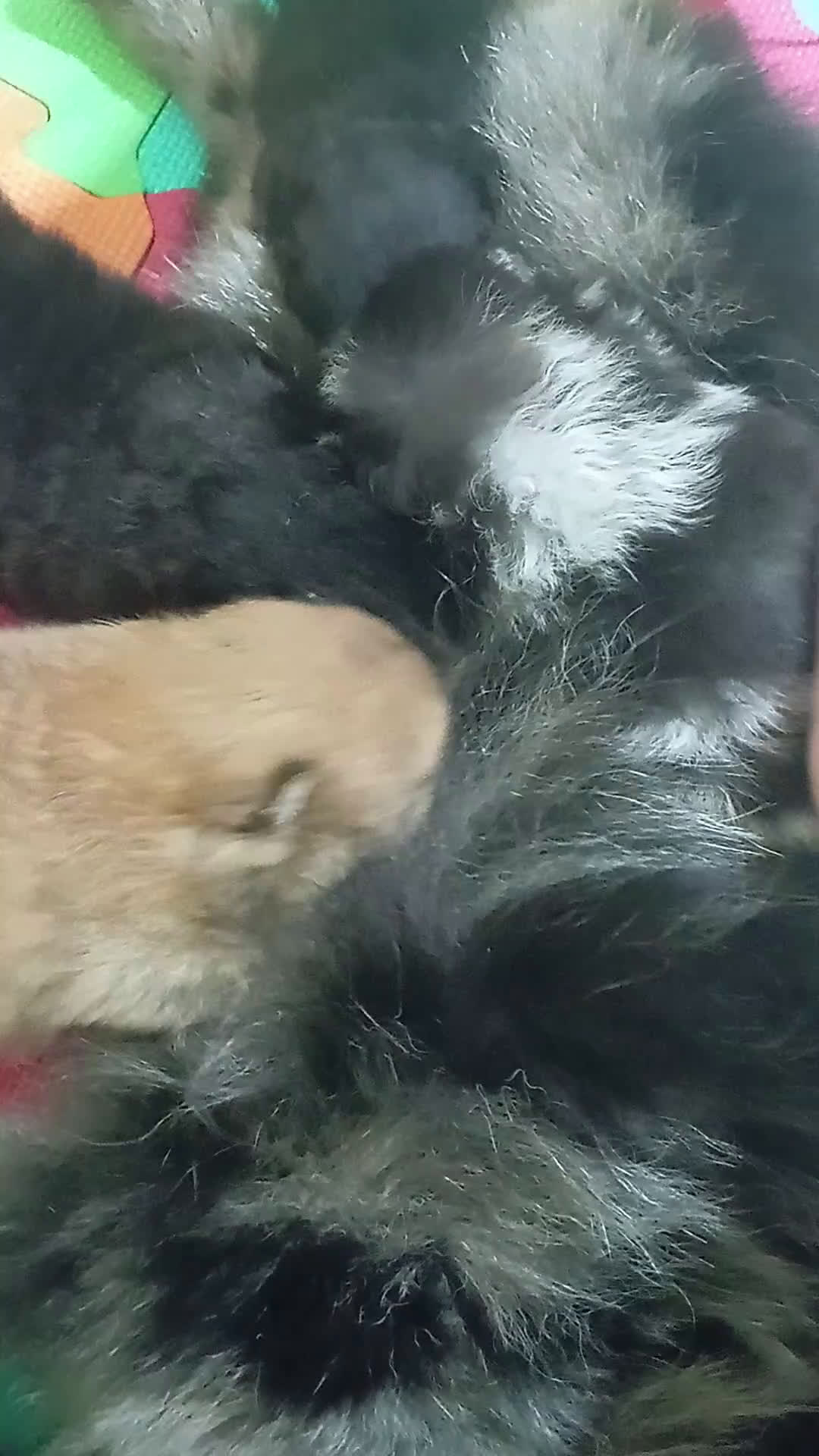 Volpino Pomerania cani in vendita: POMERANIA Merle' prenotabili - Video 1