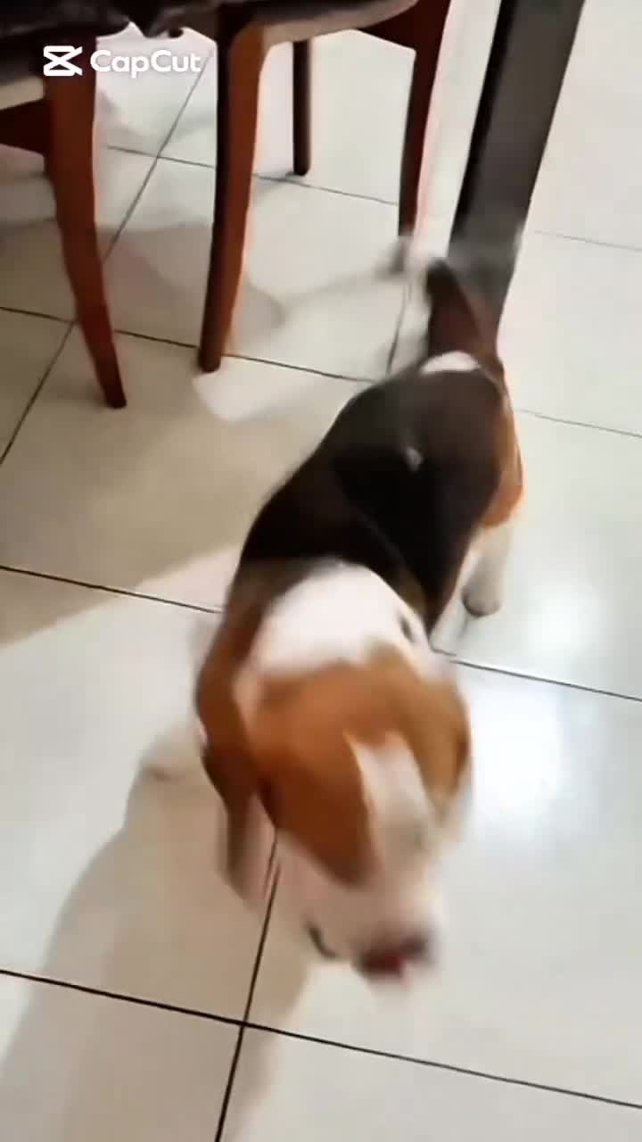 Beagle cani in regalo: Bailey - Video 1