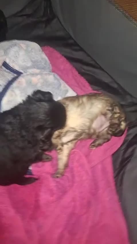 Meticcio cani in vendita: Bellissimi cuccioli piccola TAGLIA - Video 1
