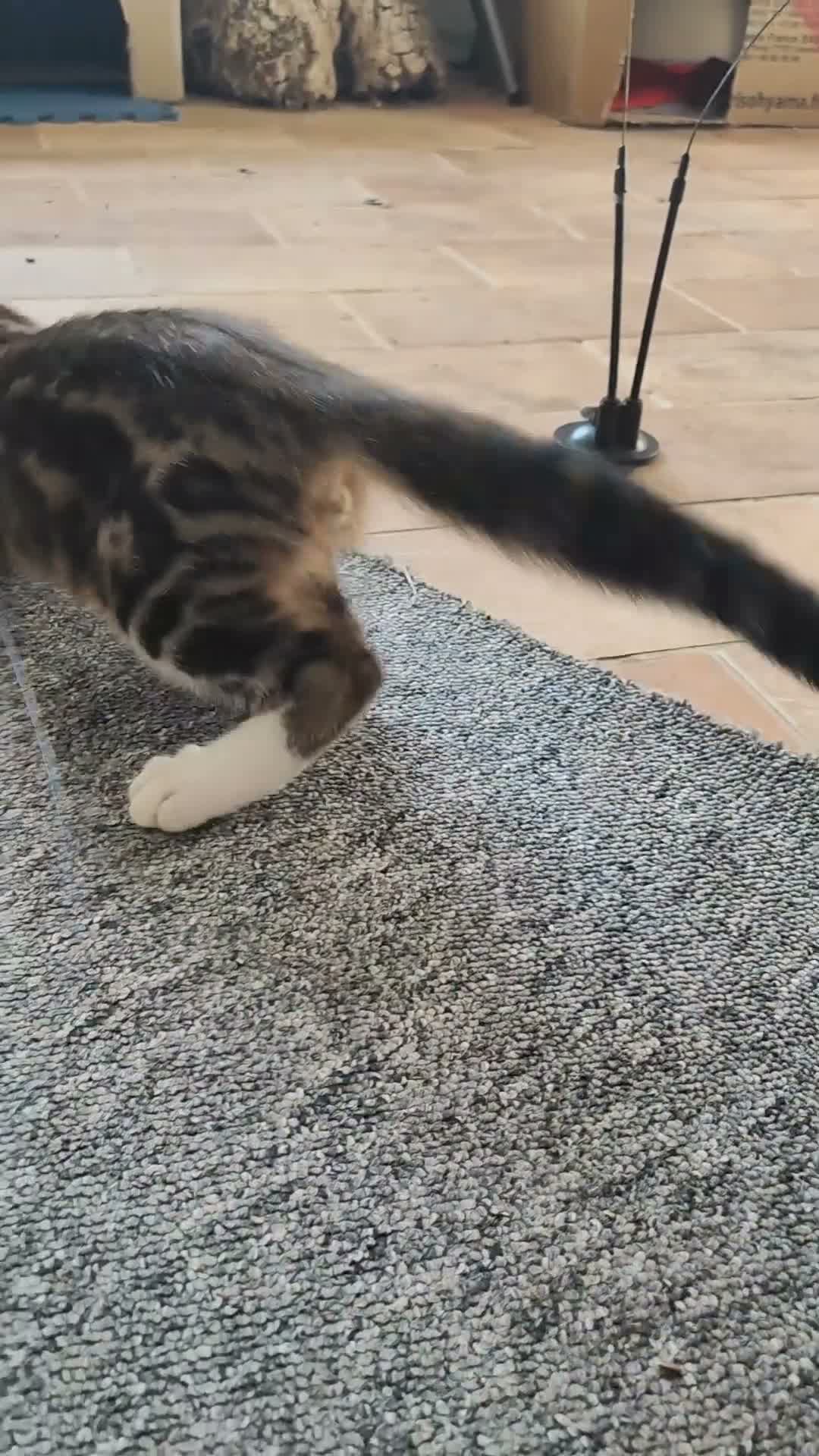 Altre razze gatti in vendita: Dolcissimi gattini cercano una famiglia amorevole - Video 2