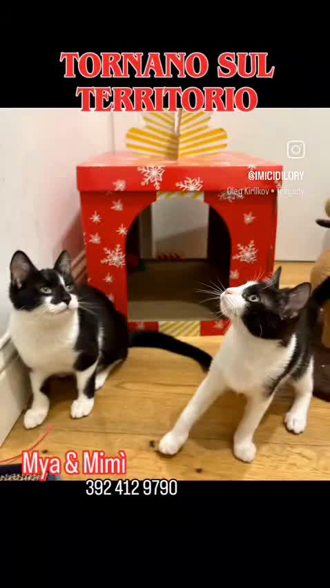 Europeo gatti in regalo: MYA E MIMI URGENTE CERCANO CASA - Video 1