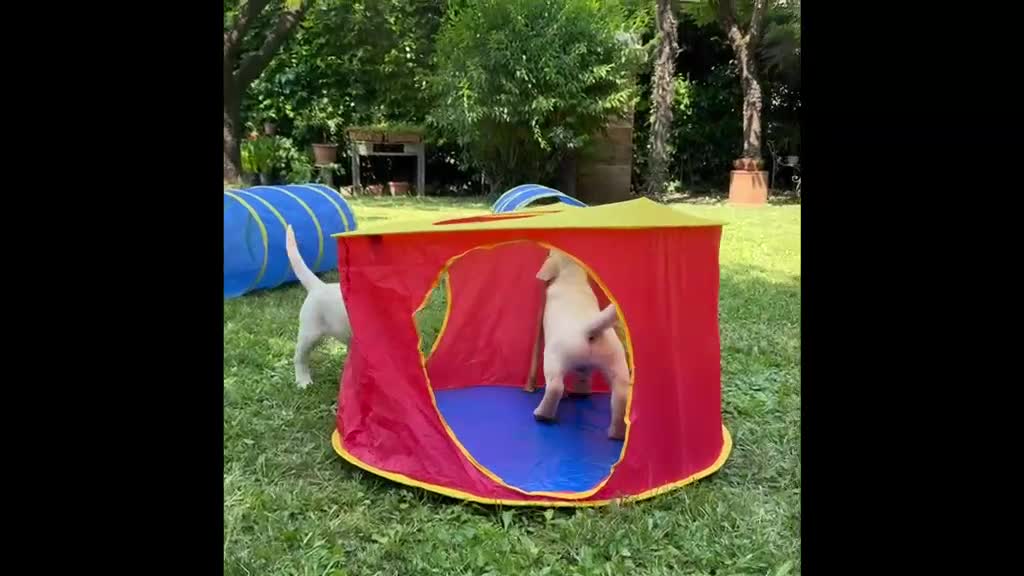 Labrador cani in vendita: Labrador retriever - Video 2