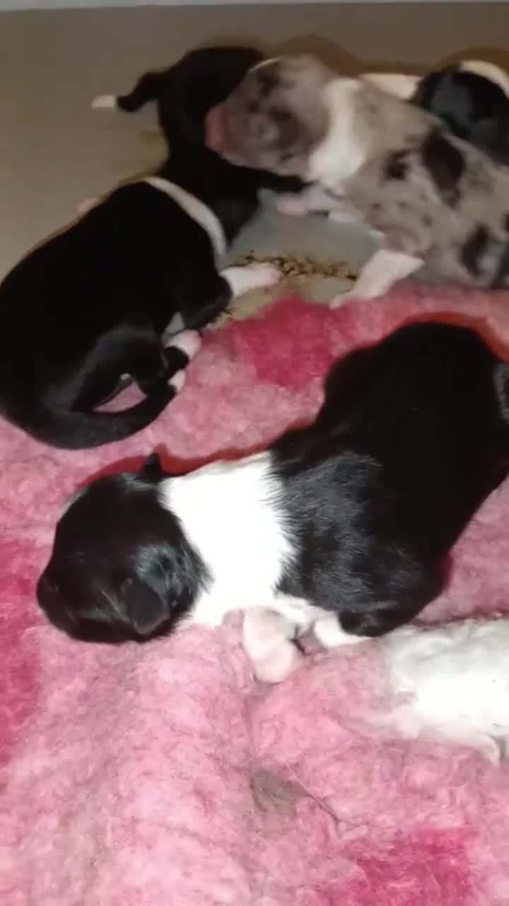 Border Collie cani in vendita: Border Collie - Croce del Nord - Video 2