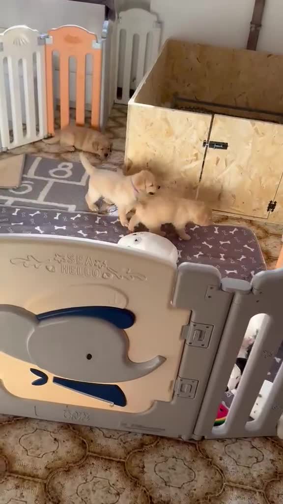 Labrador cani in vendita: Splendidi cuccioli miele di Labrador Retriever a Provincia di Ferrara - Video 2