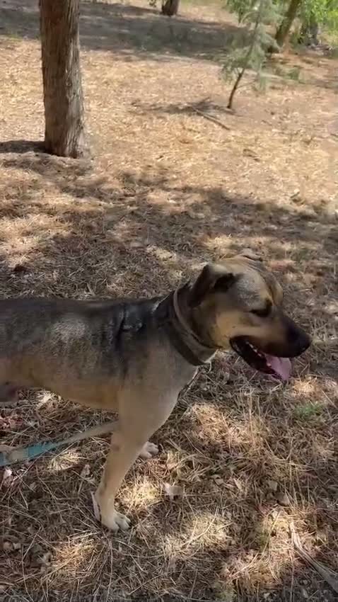 Meticcio cani in regalo: FANTASTICO BOBBY - Video 1