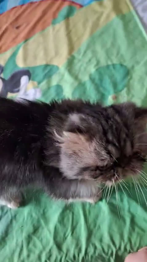 Persiano gatti in vendita: Persiano 5 anni - Video 1