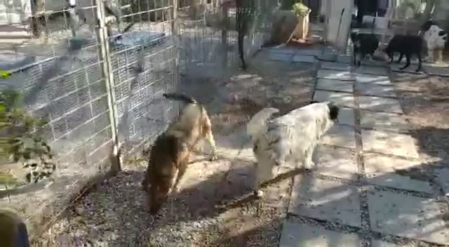 Meticcio cani in regalo: Bonnie: adozione del cuore  - Video 5